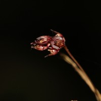 Bulbophyllum purpureum Thwaites